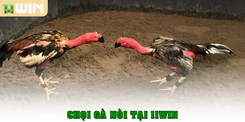 Chọi gà nòi