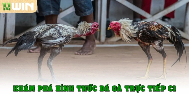 Khám phá hình thức đá gà trực tiếp C1