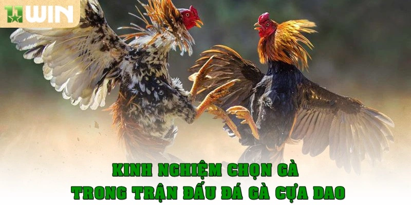 Kinh nghiệm chọn gà trong trận đấu đá gà cựa dao