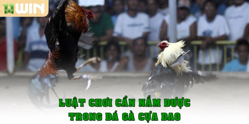 Luật chơi cần nắm được trong đá gà cựa dao