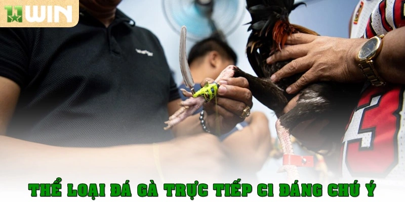 Thể loại đá gà trực tiếp C1 đáng chú ý